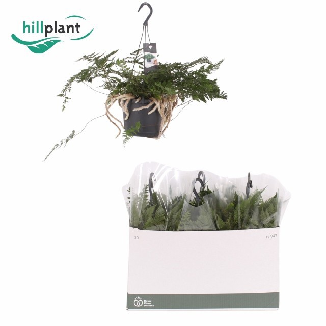 Humata Tyermannii, D 17 cm