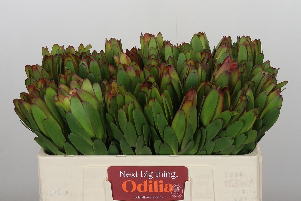 Леукадендрон Сафари Голдстрайк 50, шт.