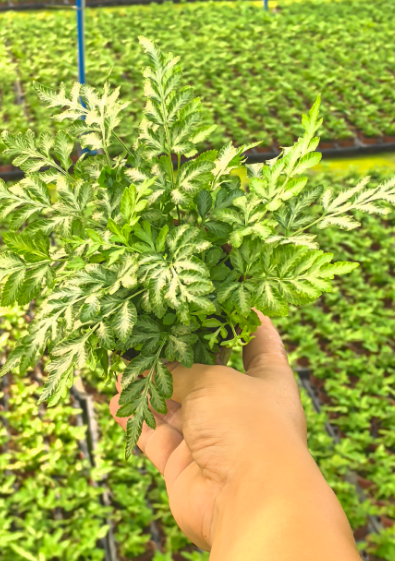 Птерис энзиформис евергеменсис 9 20 9 17