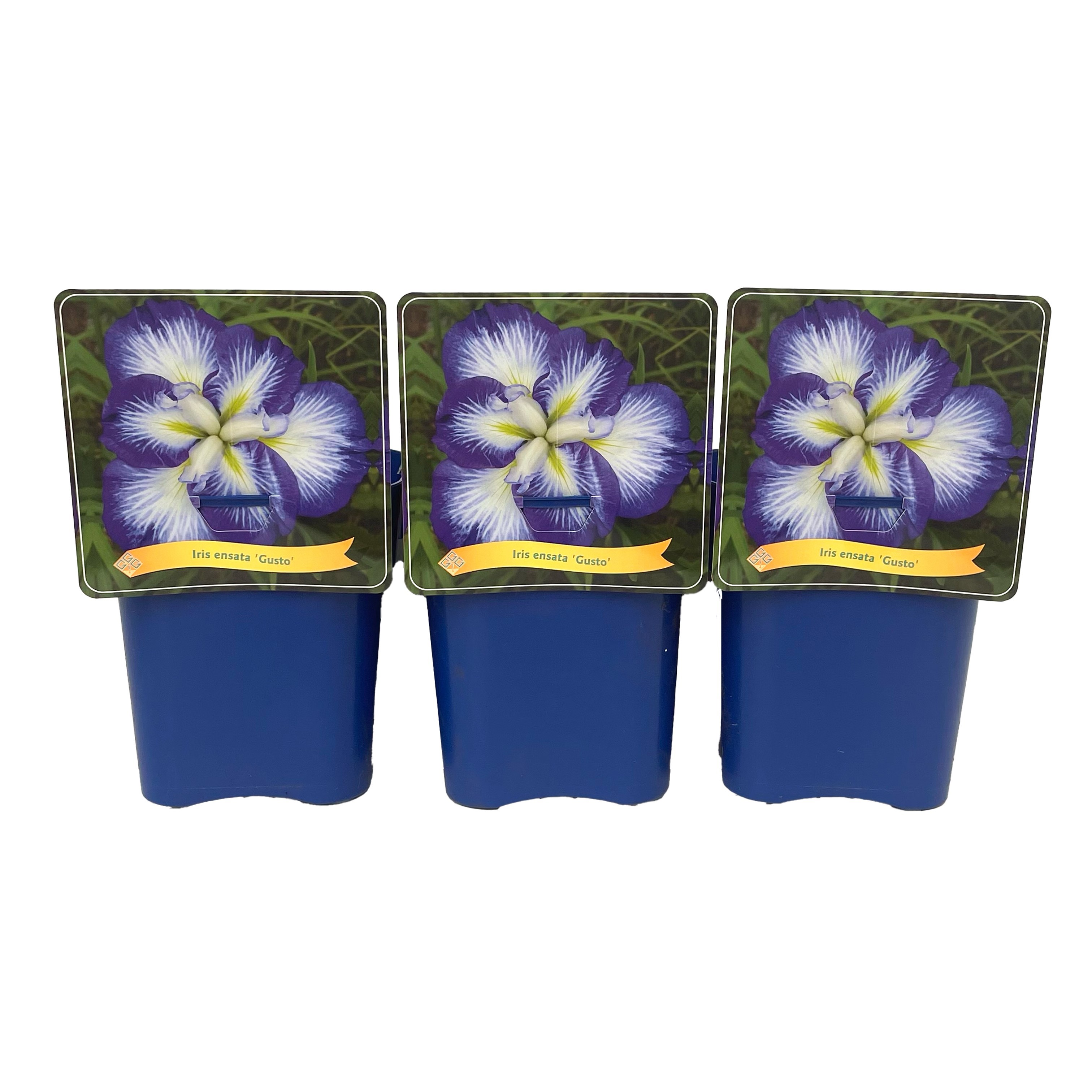 Iris ensata 'Gusto' C5, D 21