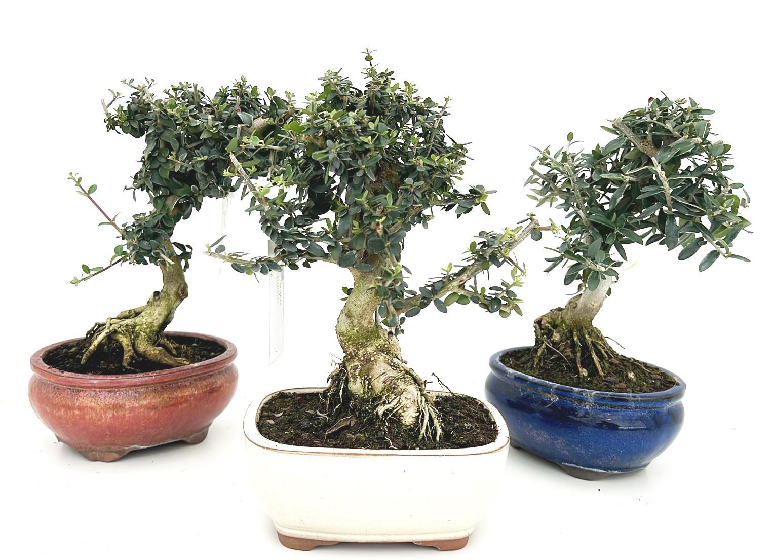 Olea sylvestris, pot 16cm., D 16