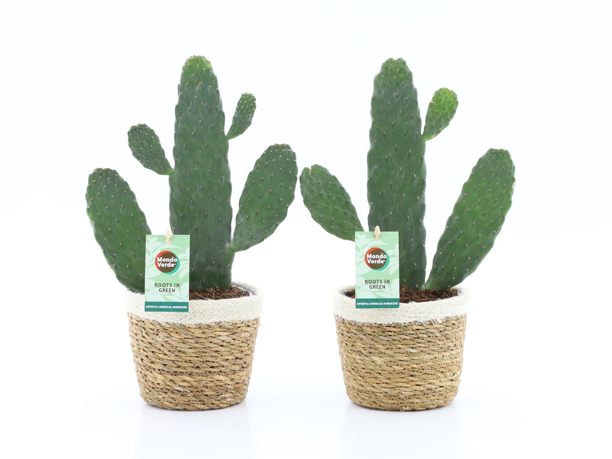 Opuntia rubescens Consolea in Noah Korb, D 14