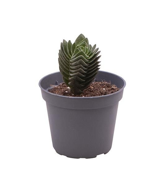 CRASSULA-HYBRID 5689 'BUDDHAS TEMPLE', D 6 cm CRASSULA-HYBRID 5689 'BUDDHAS TEMPLE', D 6 cm