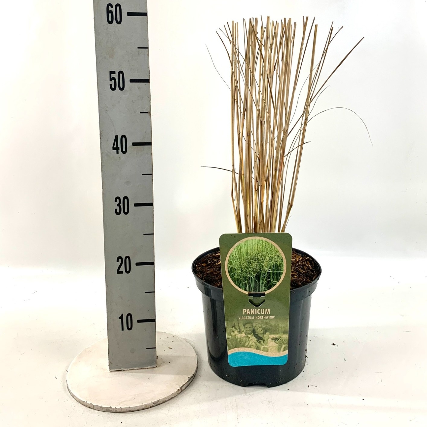 Panicum vir. 'Northwind', D 23