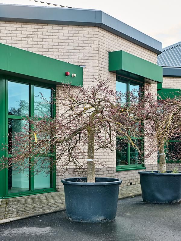 Acer pal. diss 'Crimson Queen', D 100