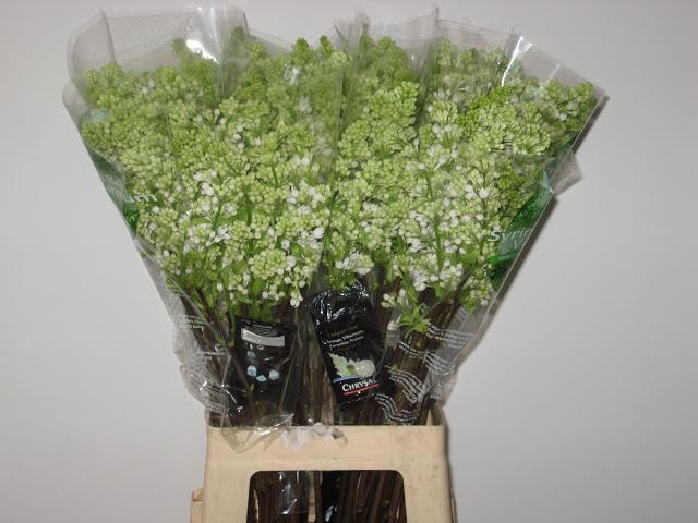 Сирень Мадам Флорент Степман 70 (бел.), шт.