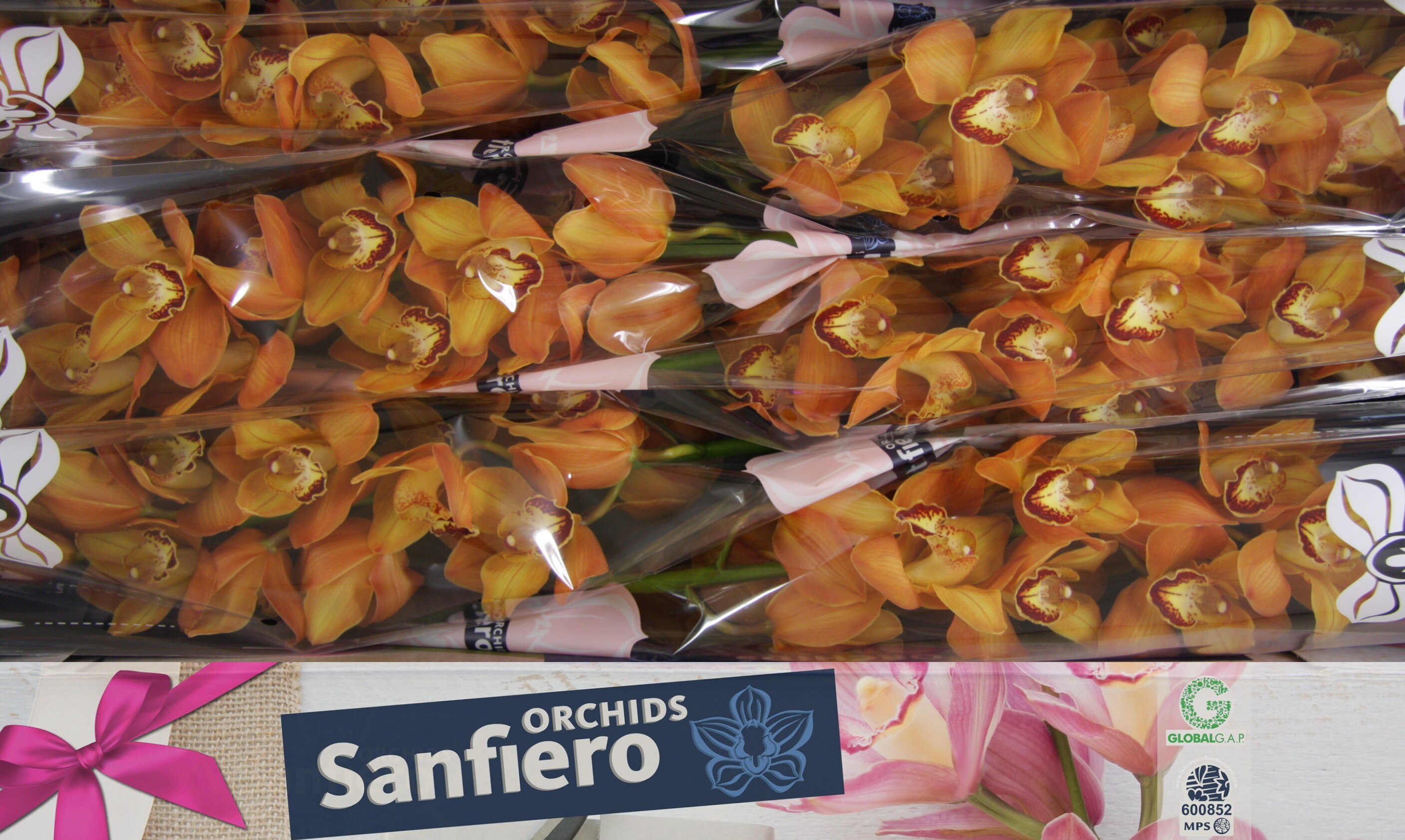 Цимбидиум Майти Браун Аранчиа x6 80, шт.