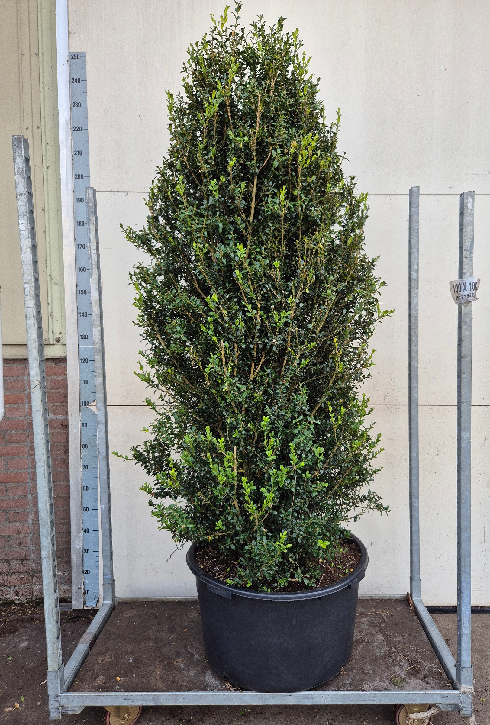 Buxus Struik 200cm, D 65