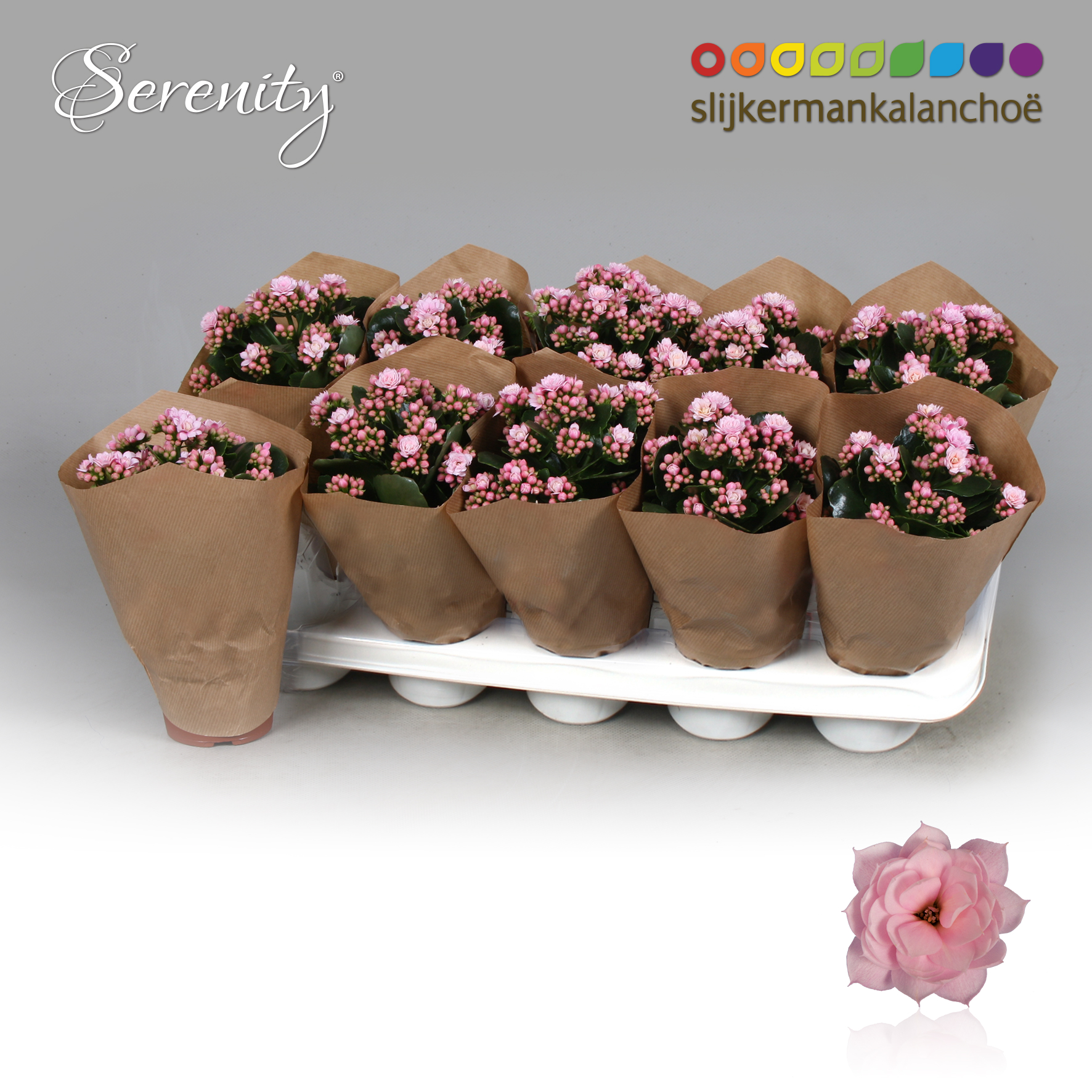 Kalanchoe papersleeve - Serenity Soft Pink, D 10,5 cm