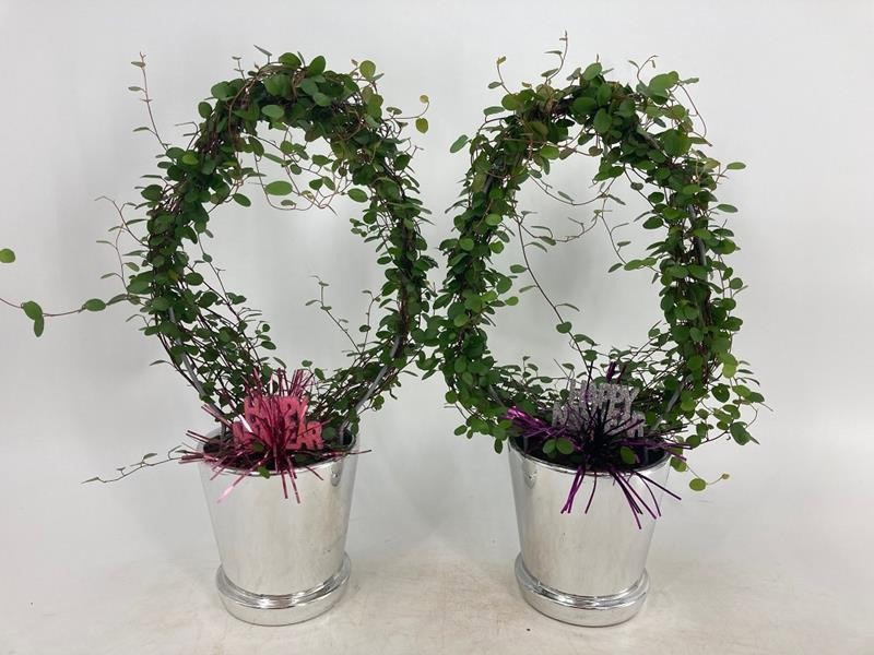 MUEHLENBECKIA COMPLEXA 'NEW YEARS', D 11