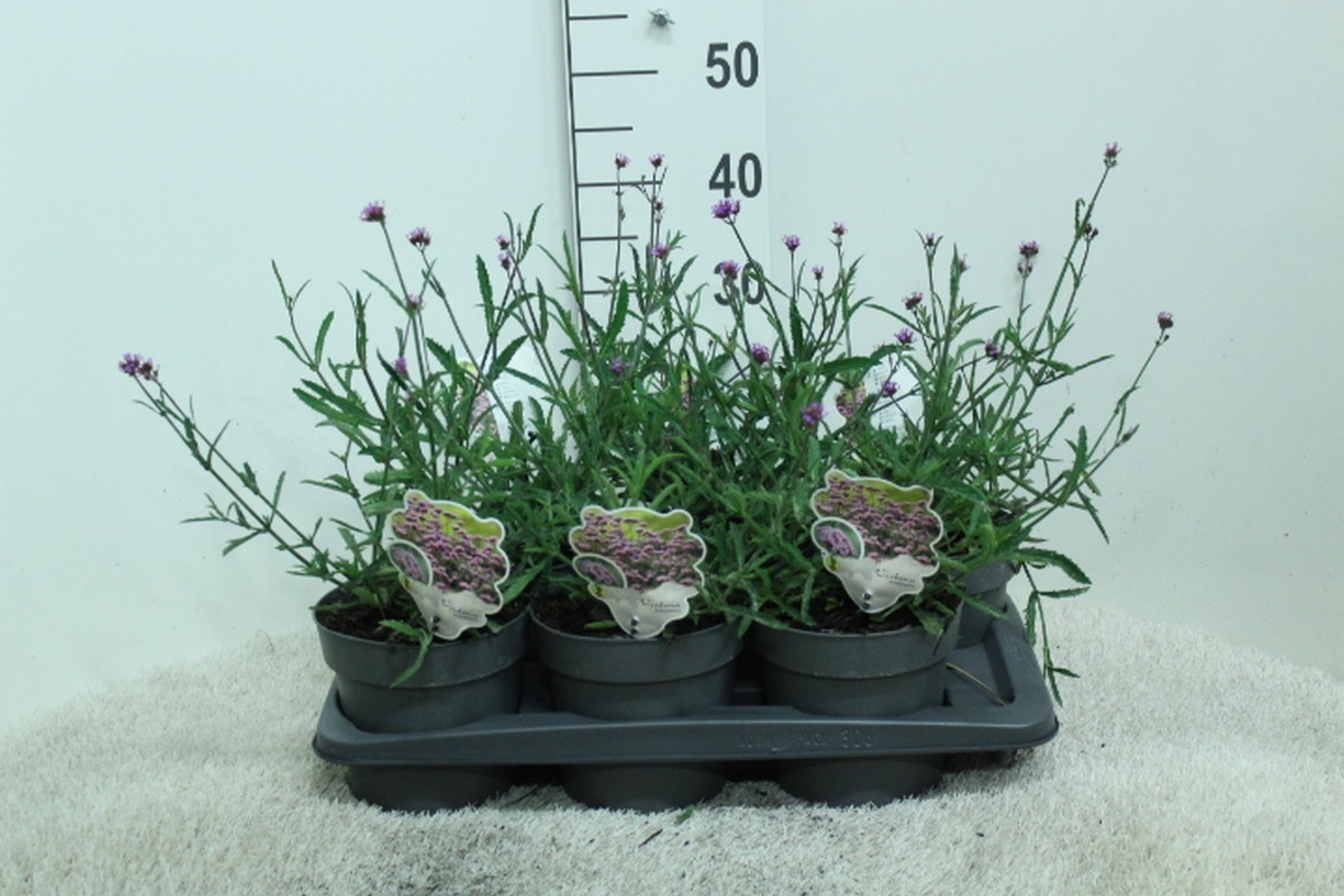 Verbena bonariensis P17, D 17 cm