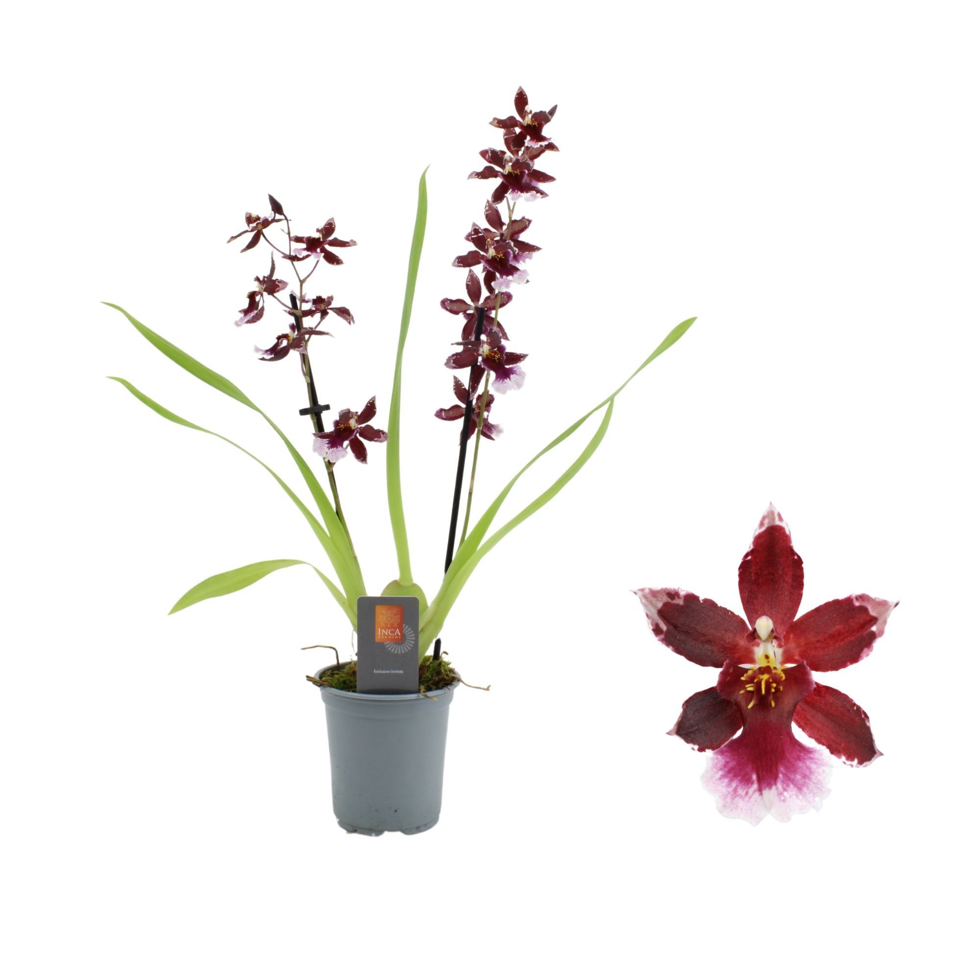 Inca Cambria Barrocco Red 2 spike 9cm, D 9