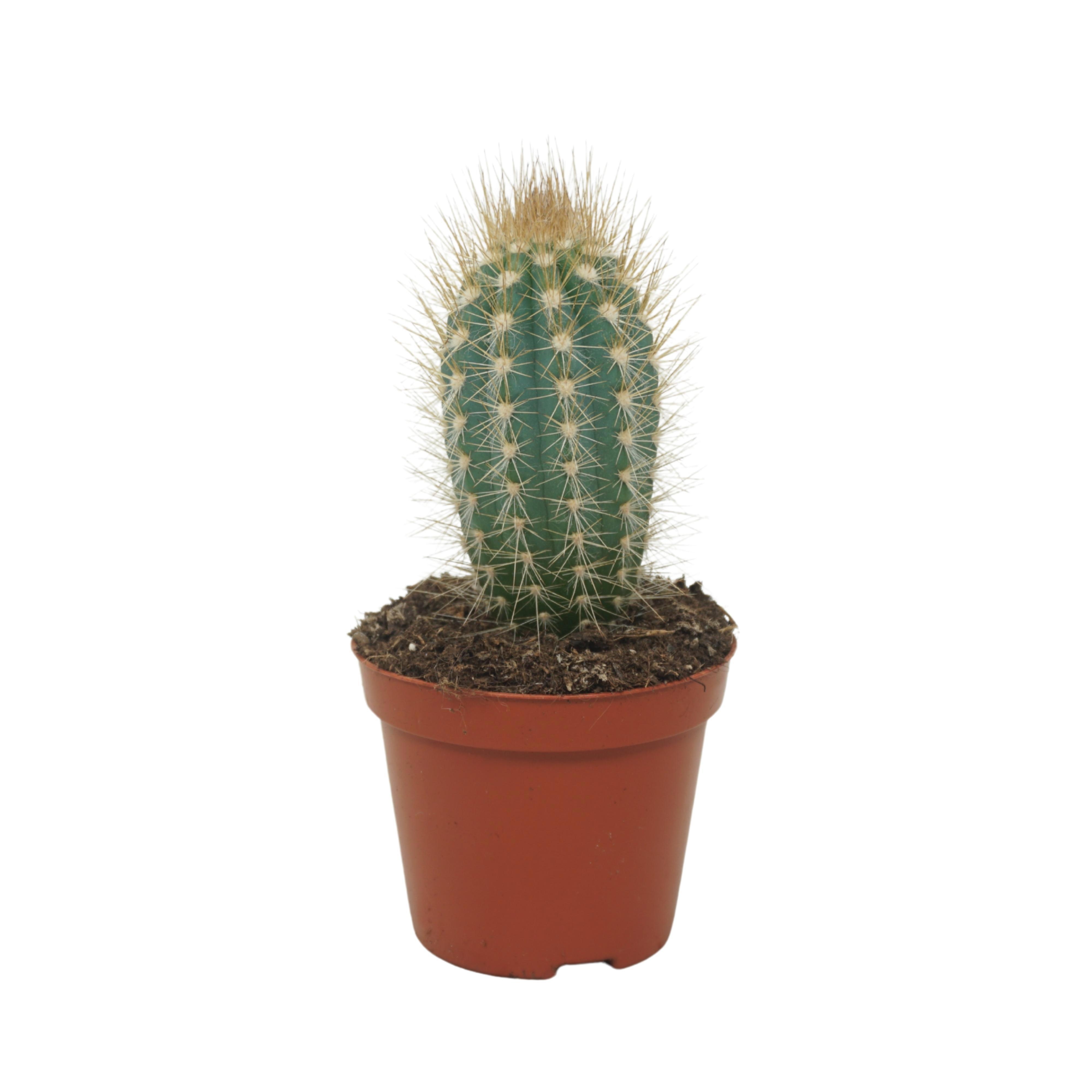 Pilosocereus braunii enkel 8,5 cm, D 8,5