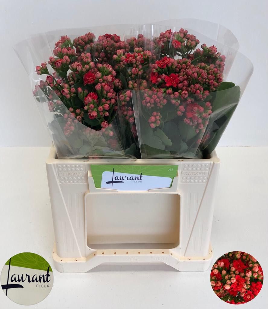 Каланхое Притти Рэд Медоу 40, шт.