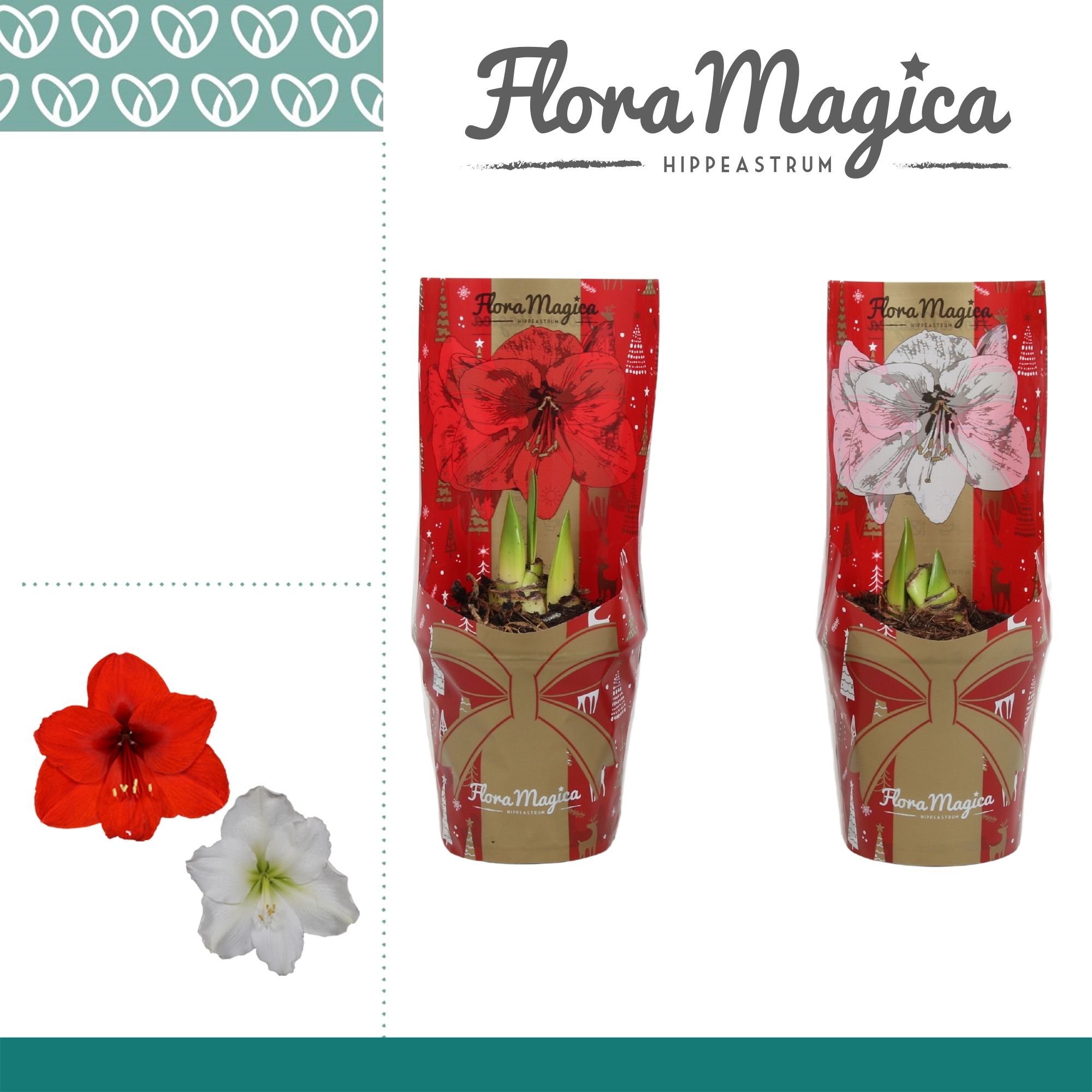 Amaryllis Mix 2 Knop in FM Kersthoes, D 12 cm