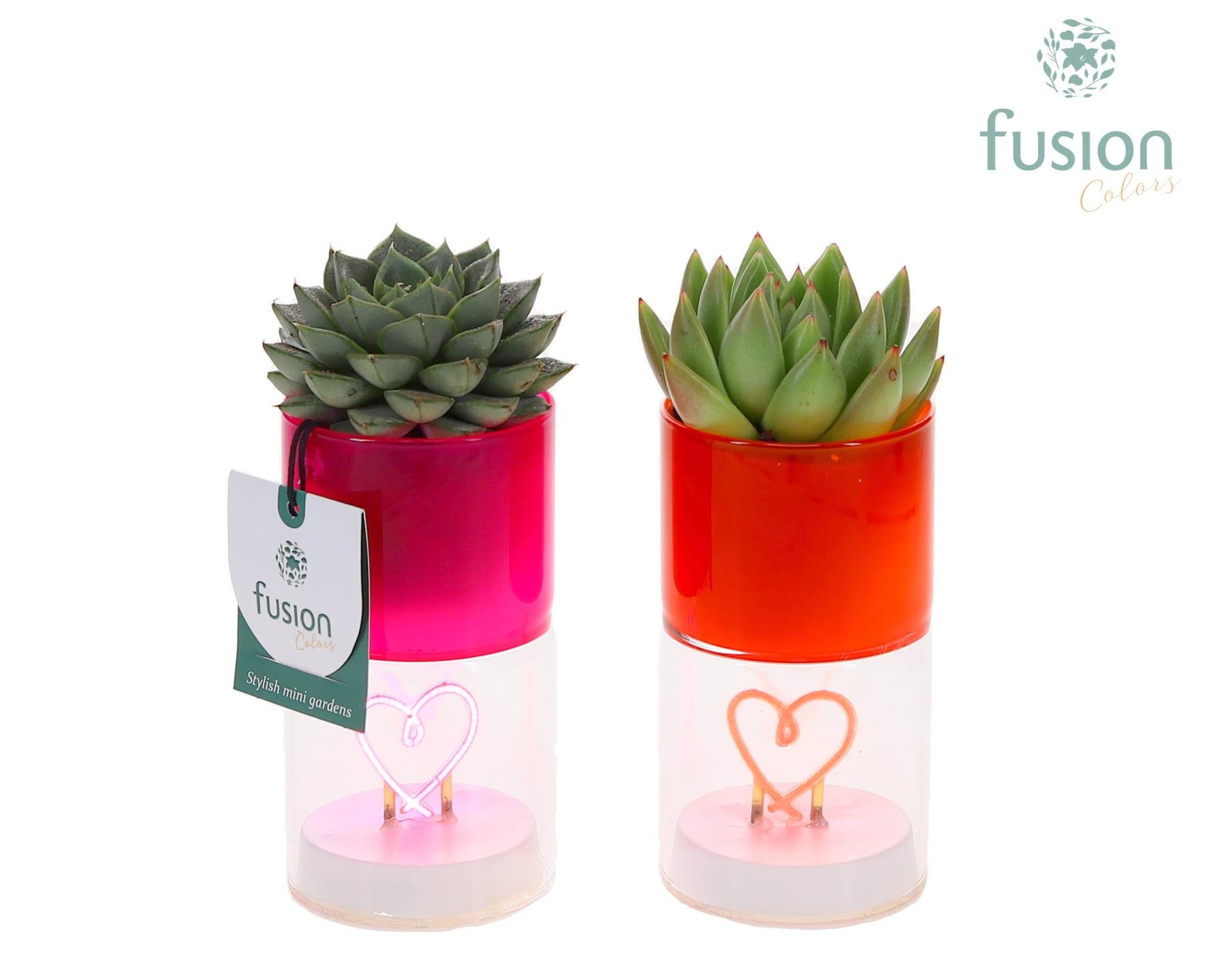 LED hartlicht planter met Succulent, D 7