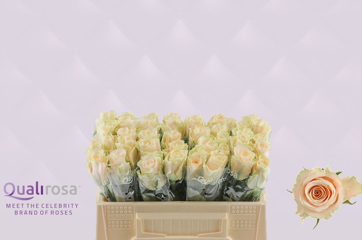 Роза од. Шарман 30, шт.