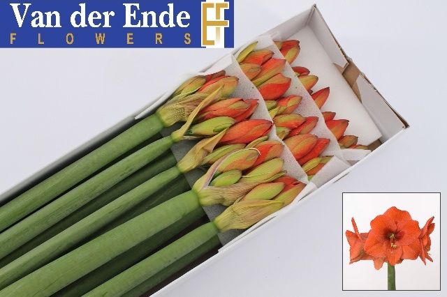 Амарилис Наранья (оранж.) x15, шт.