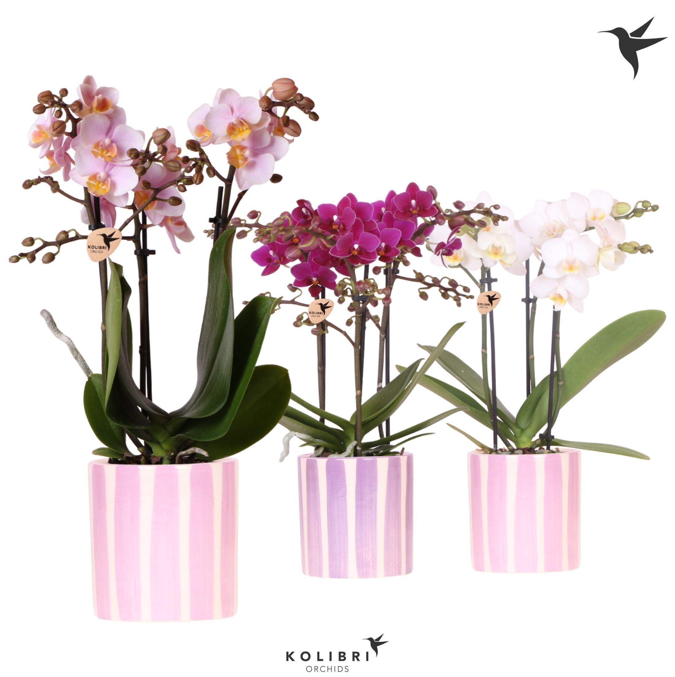 Kolibri Orchids Phalaenopsis mix 3 spike in Painted Stripe pink, D 9