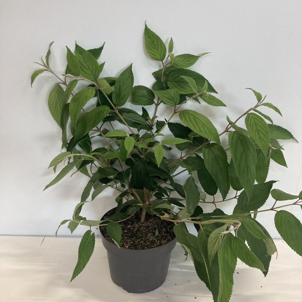 Viburnum plic. Kilimandjaro, D 21 cm