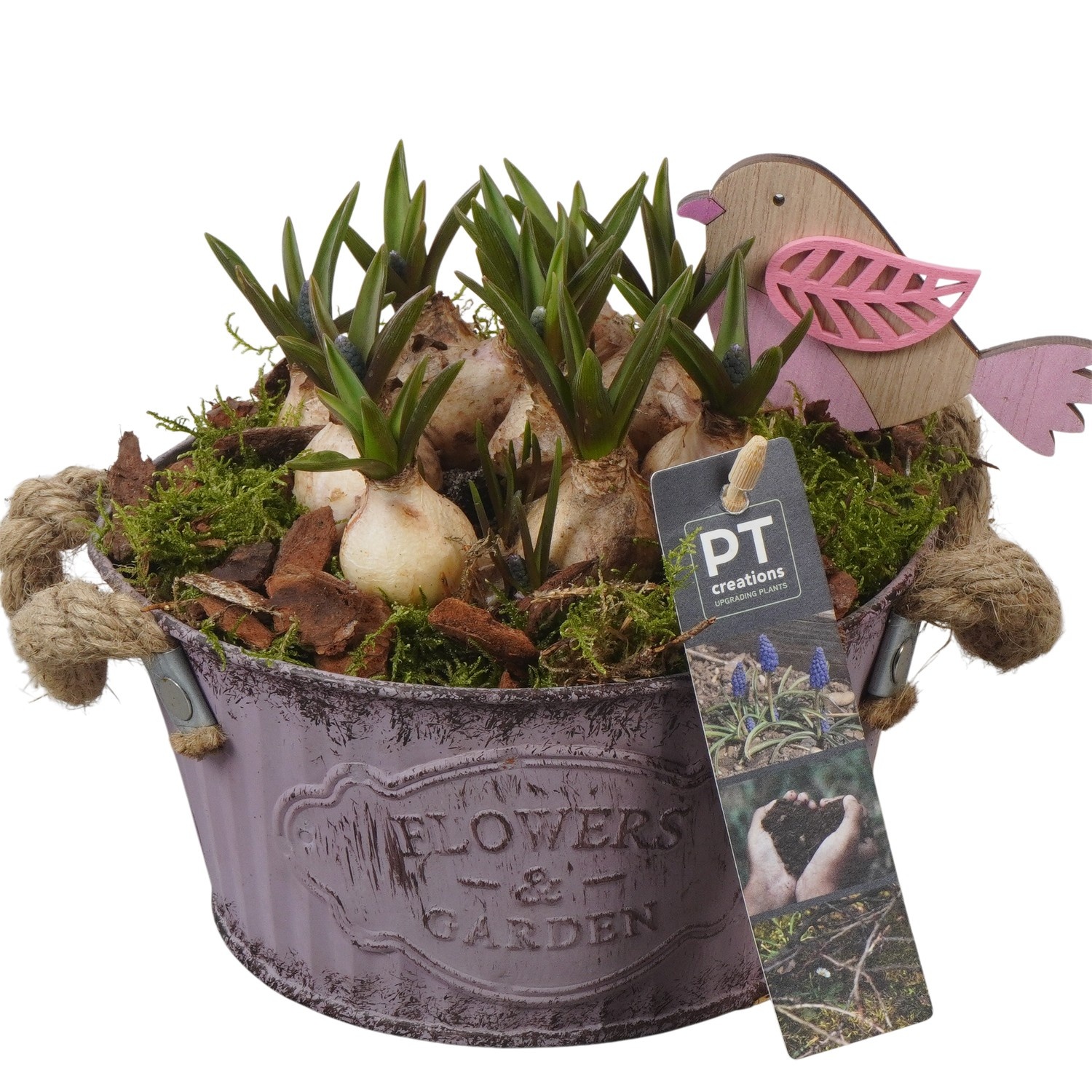 PTMB6161 Arrangement Muscari Blue in zink schaal, D 16