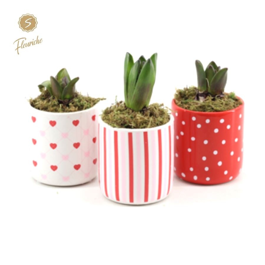 (1608) Hyacint Stripes, Dots & Hearts 1PP Mos, D 9 cm