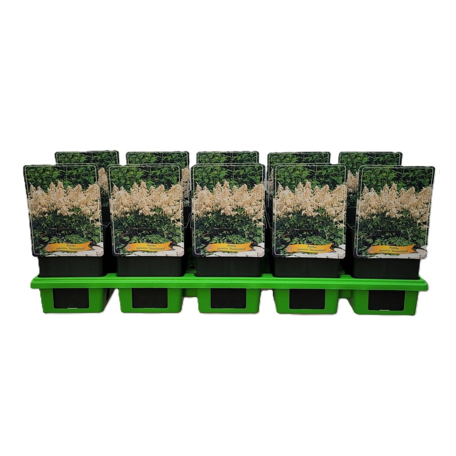 Astilbe japonica 'Deutschland' P11, D 11