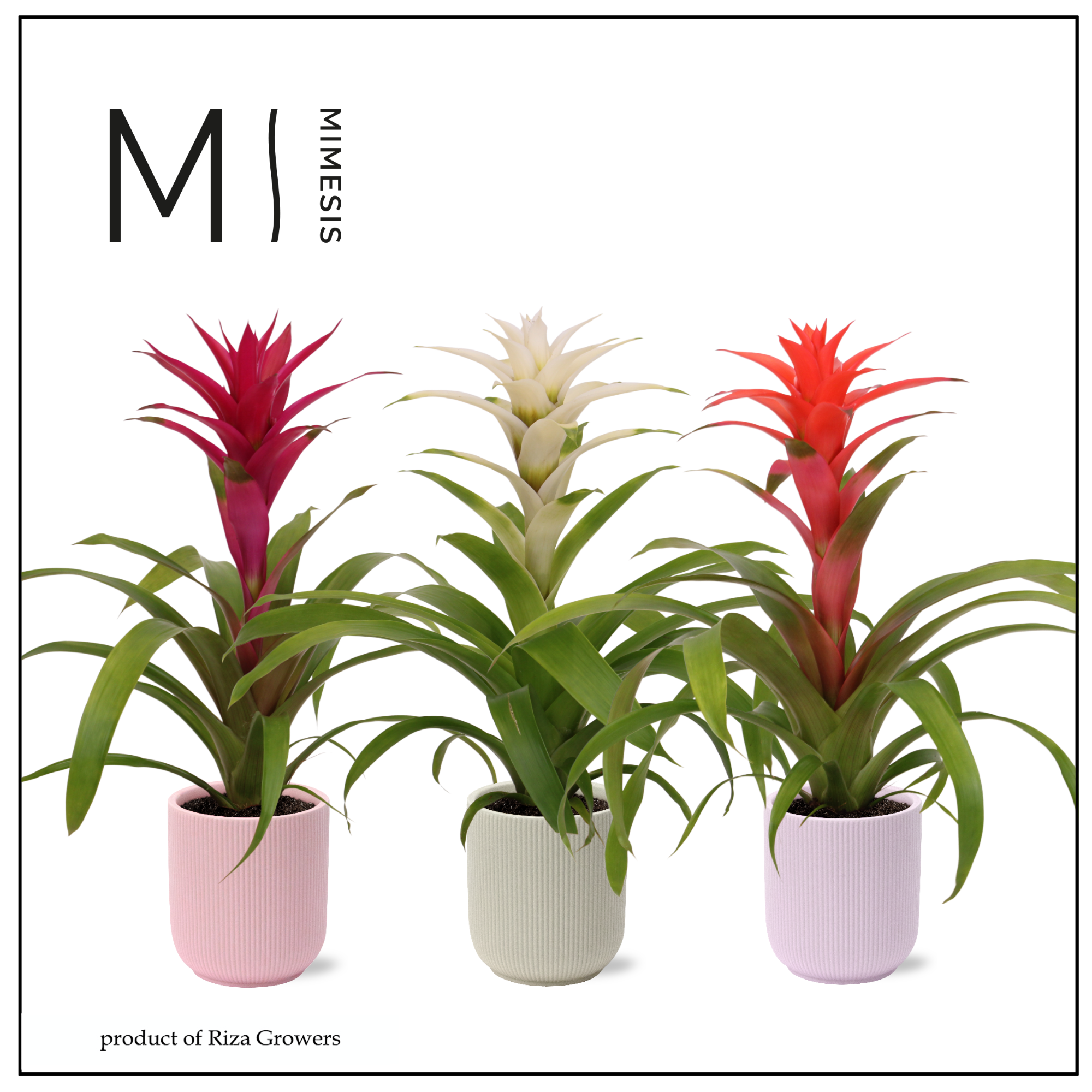 Guzmania Charming - 12cm in Atlanta | Mimesis, D 12