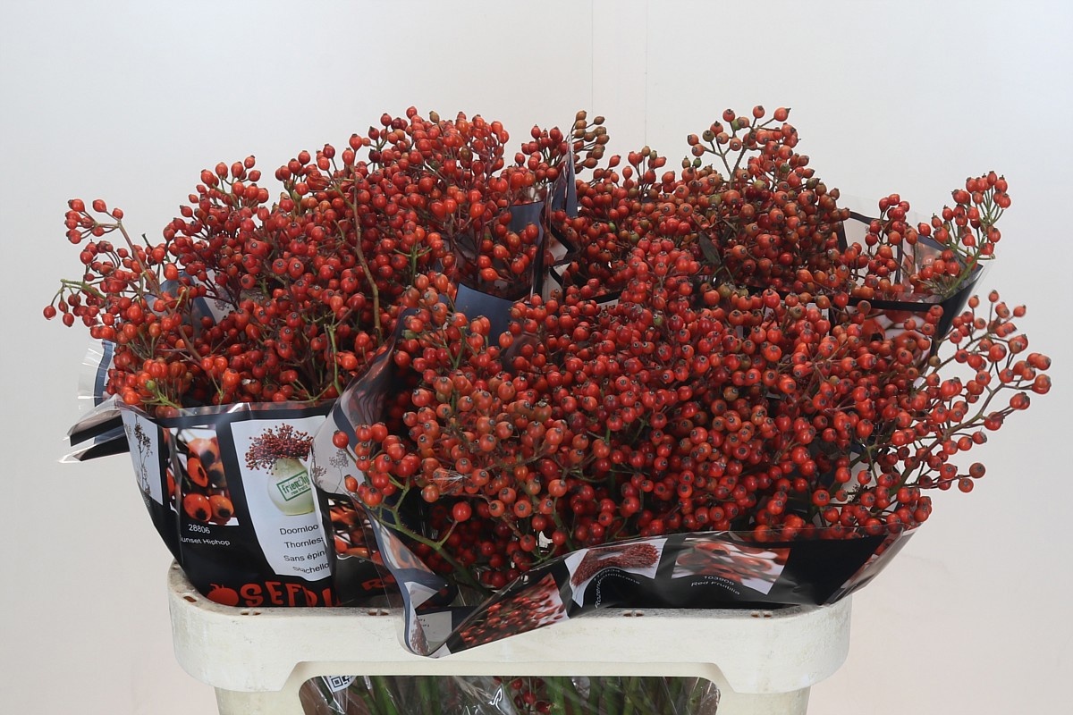 Рузботель Отем Роузфрутс 80, шт.