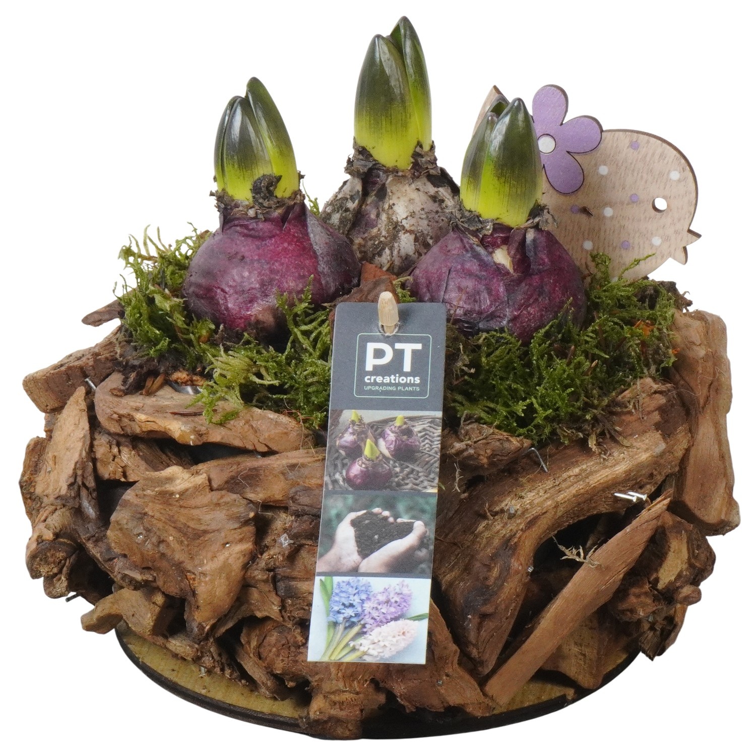 PTHC9179 Arrangement Hyacints in hout pot, D 21