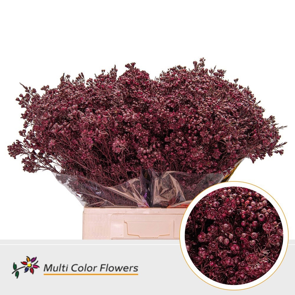 Шамелациум Овериг Крашеный (краш. ) 70, шт.