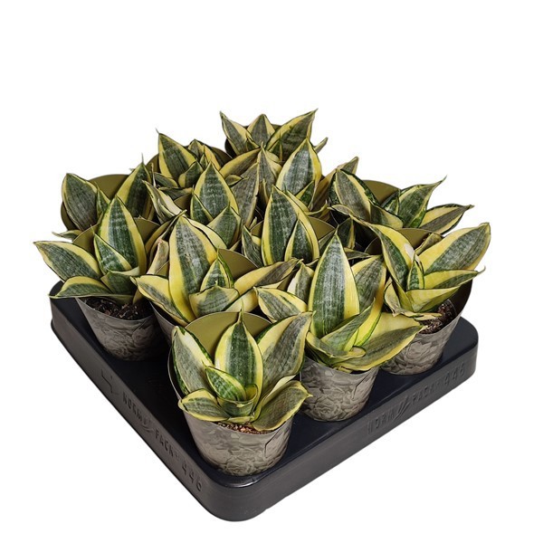 SANSEVIERIA TRIFASCIATA 'GOLDEN HAHNII' - POT Ø 6,5 - COLLECTION WITH POTCOVER (SUCCULENTEN), D 6,5