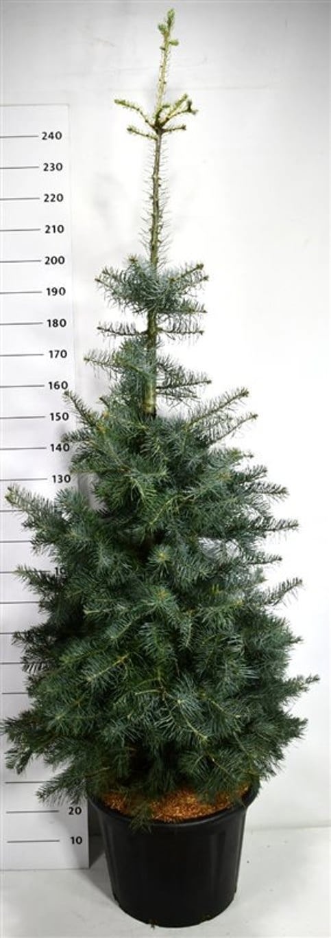 Abies concolor "Silver Blue", D 54