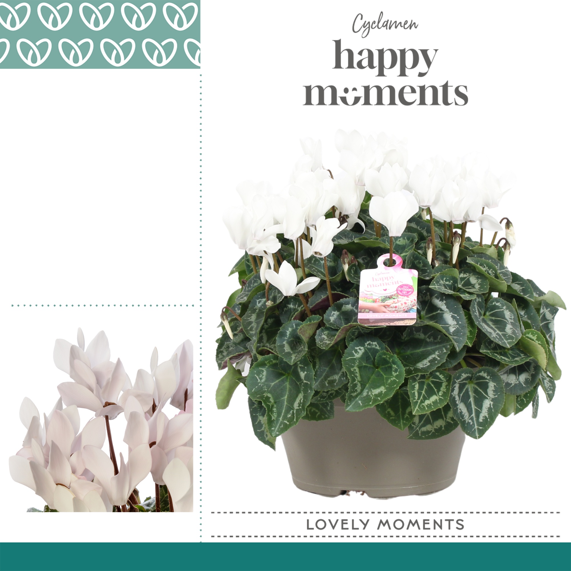 Cyclaam Garden Wit Schaal Taupe, D 22 cm