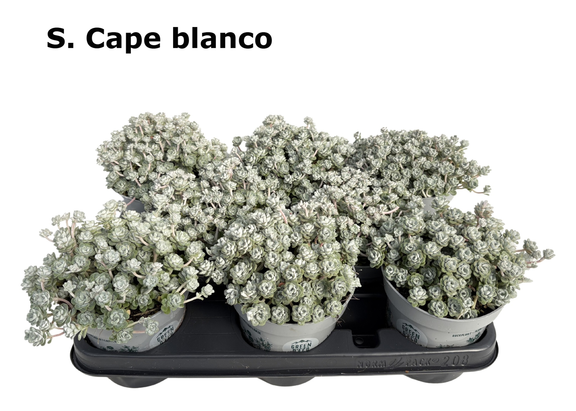 Sedum 12 cm cape blanco, D 12 cm