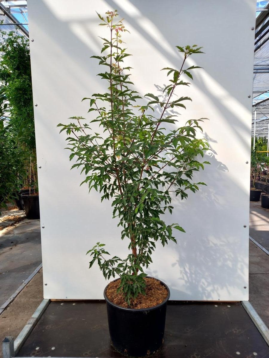 Acer griseum, D 40 cm Acer griseum, D 40 cm