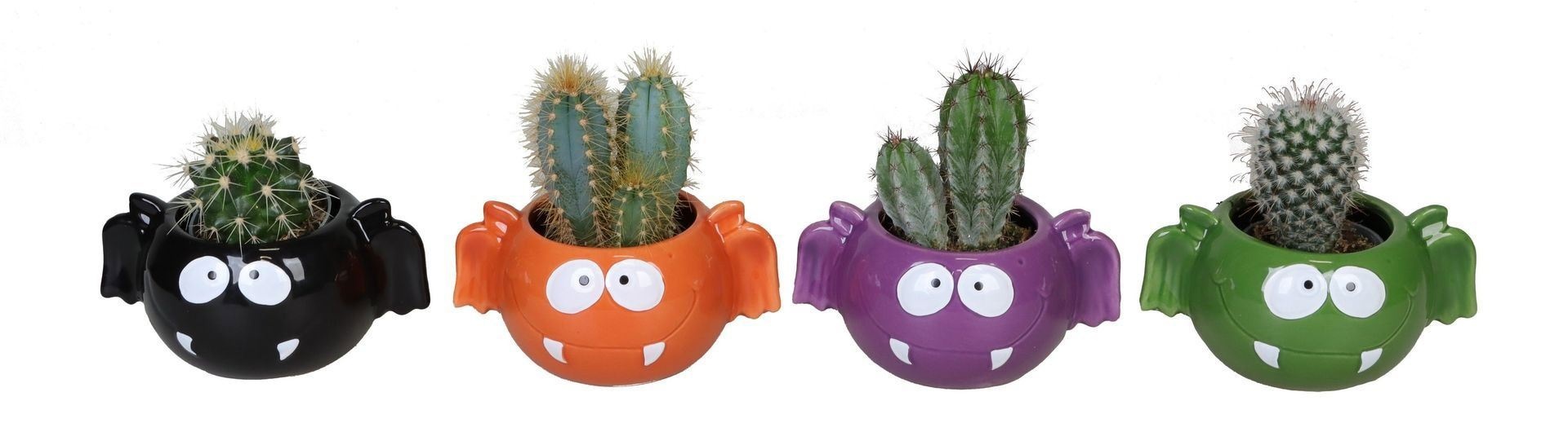 L 66529 with Cactus MIX 6 cm, D 6