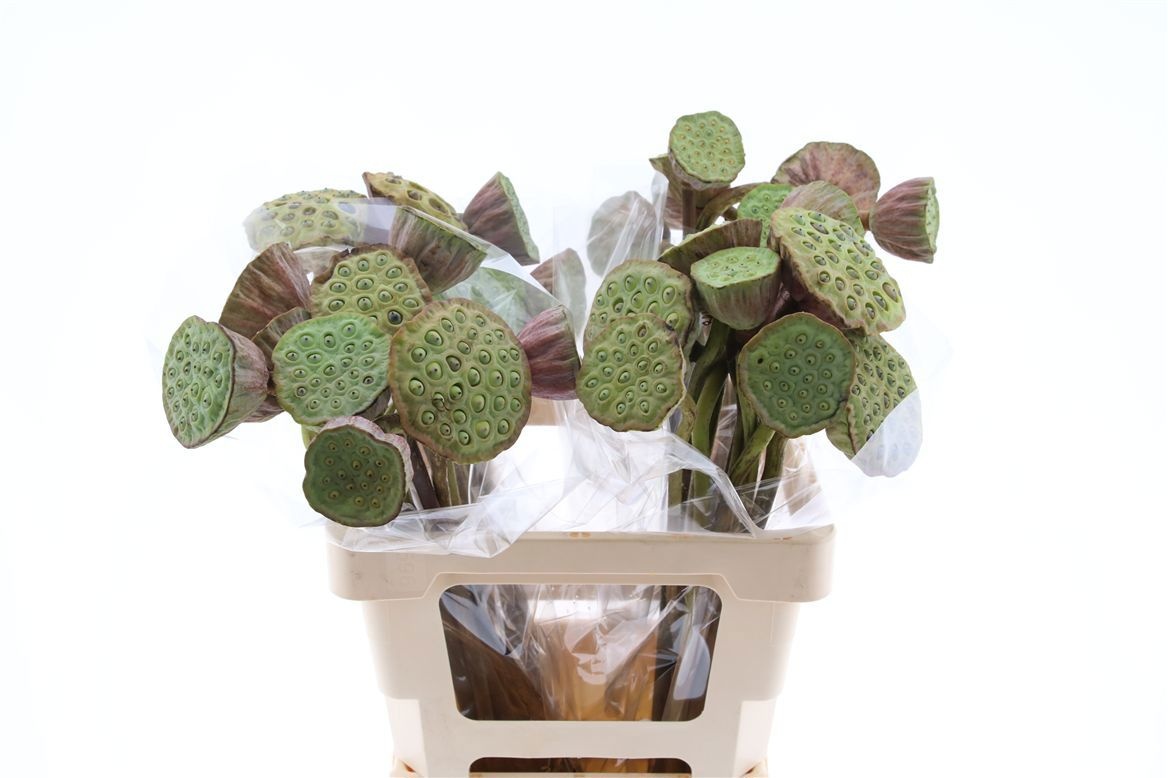 Нелумбо Нуцифера 65, шт.