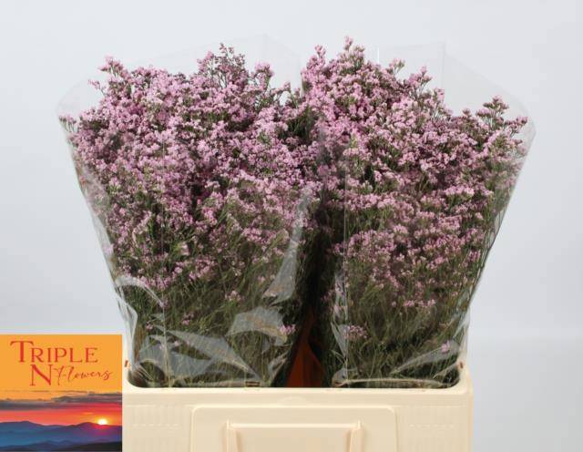 Лимониум Сафора Оши Пинк 60, шт.