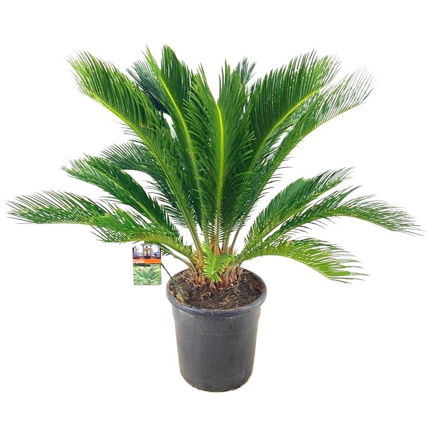 Cycas revoluta, D 30