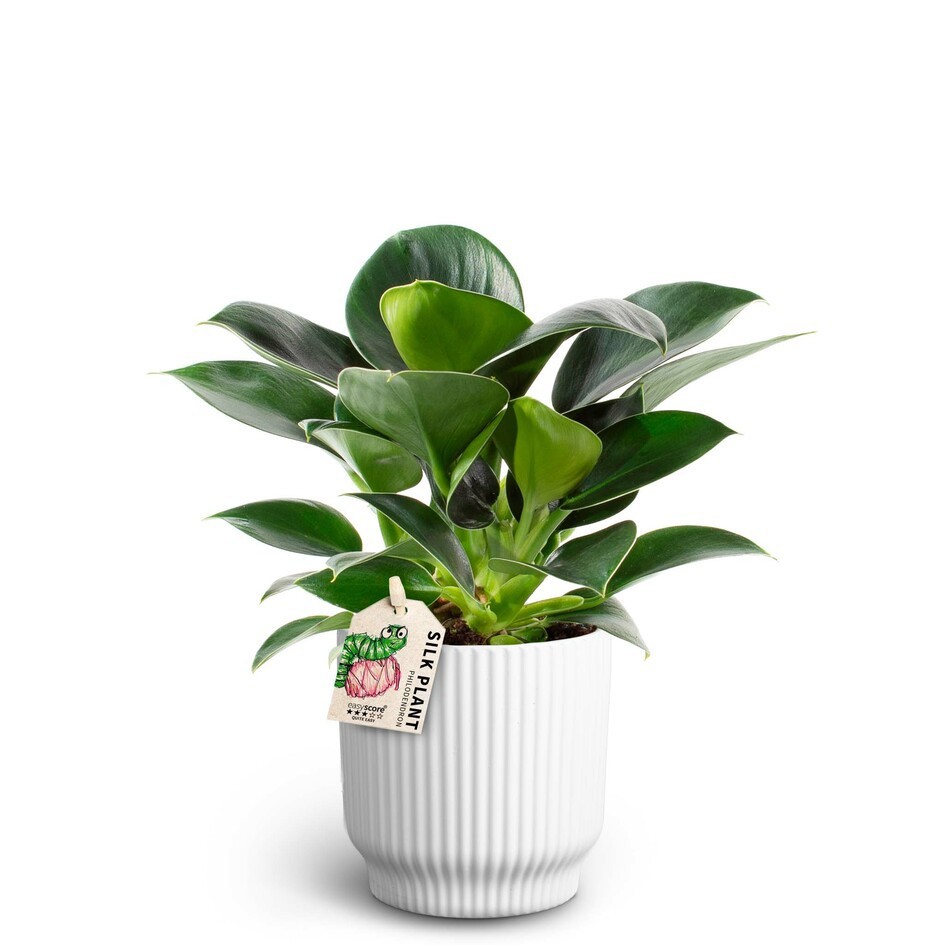 PHILODENDRON ERUBESCENS 40925060 Nordic W 'GREEN PRINCESS', D 10 cm PHILODENDRON ERUBESCENS 40925060 Nordic W 'GREEN PRINCESS', D 10 cm