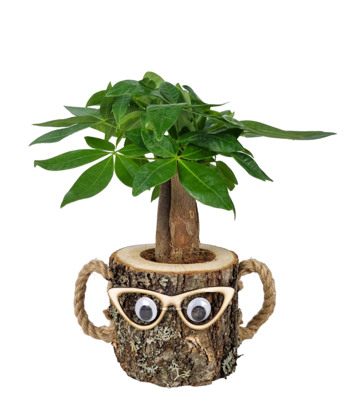 Pachira wood dude 12 cm, D 12