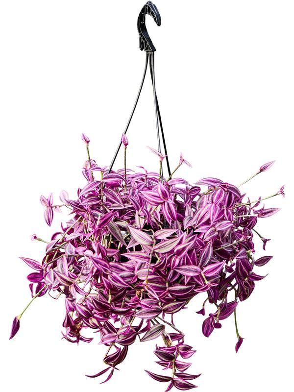 Tradescantia zebrina 'Pink Paradise', D 20