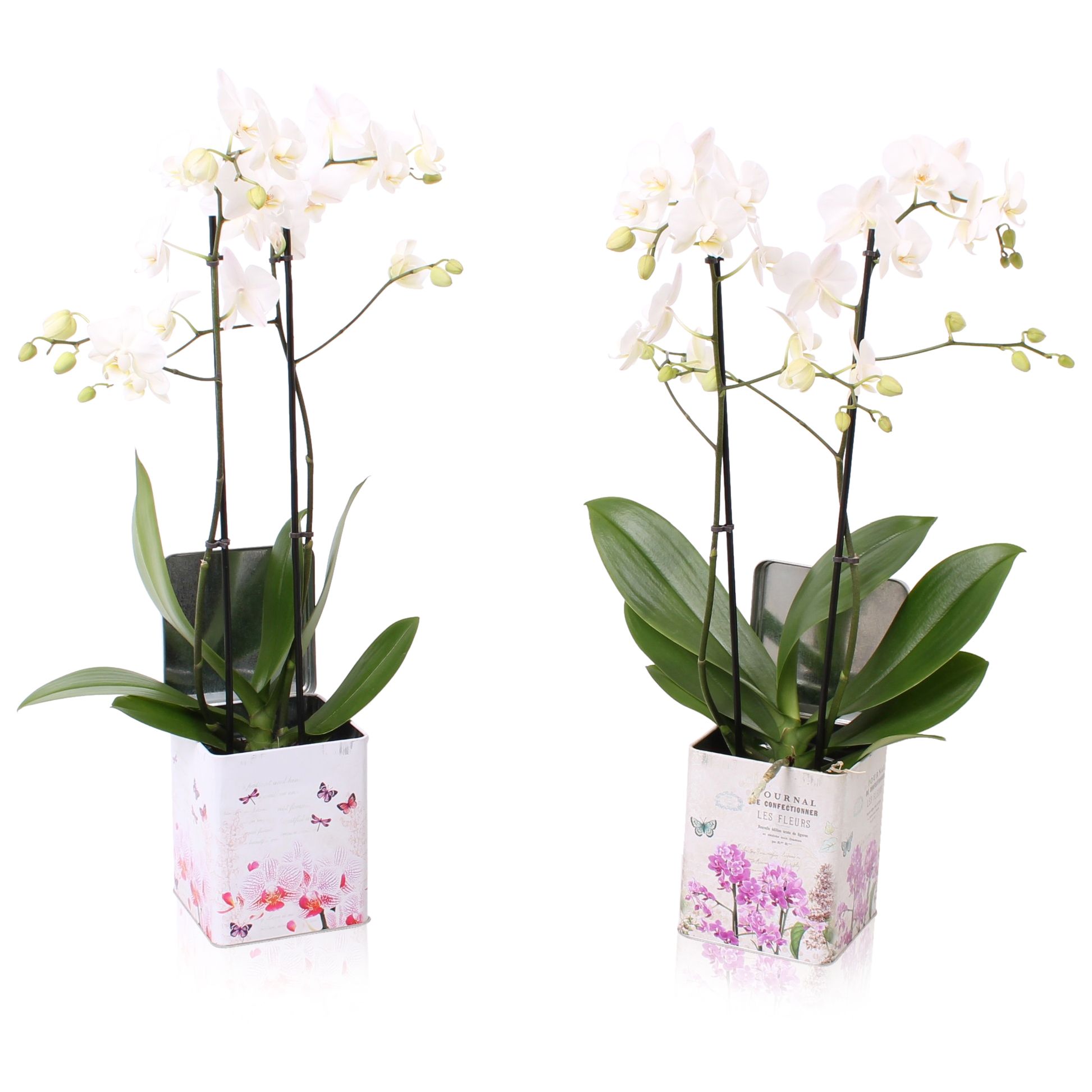 Phal. Multi 2-tak wit in BGC179 Blik Orchidee, D 12