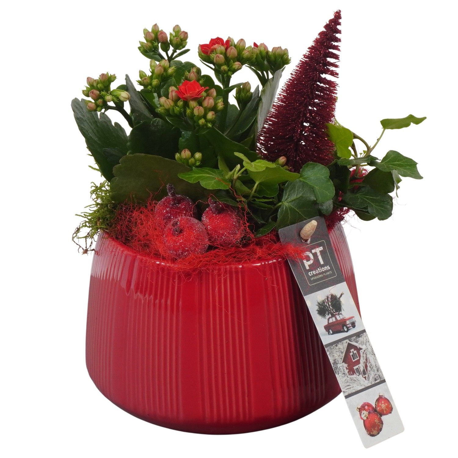PTCHR7223 Arrangement Christmas Red in keramiek pot, D 14 cm