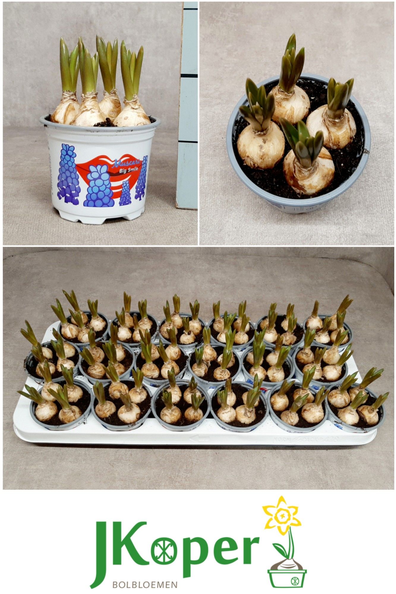 Muscari Big Smile 9 cm., D 9