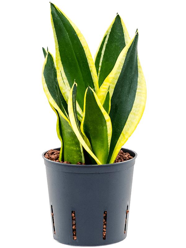 Sansevieria trifasciata 'Super Flame', D 13 cm