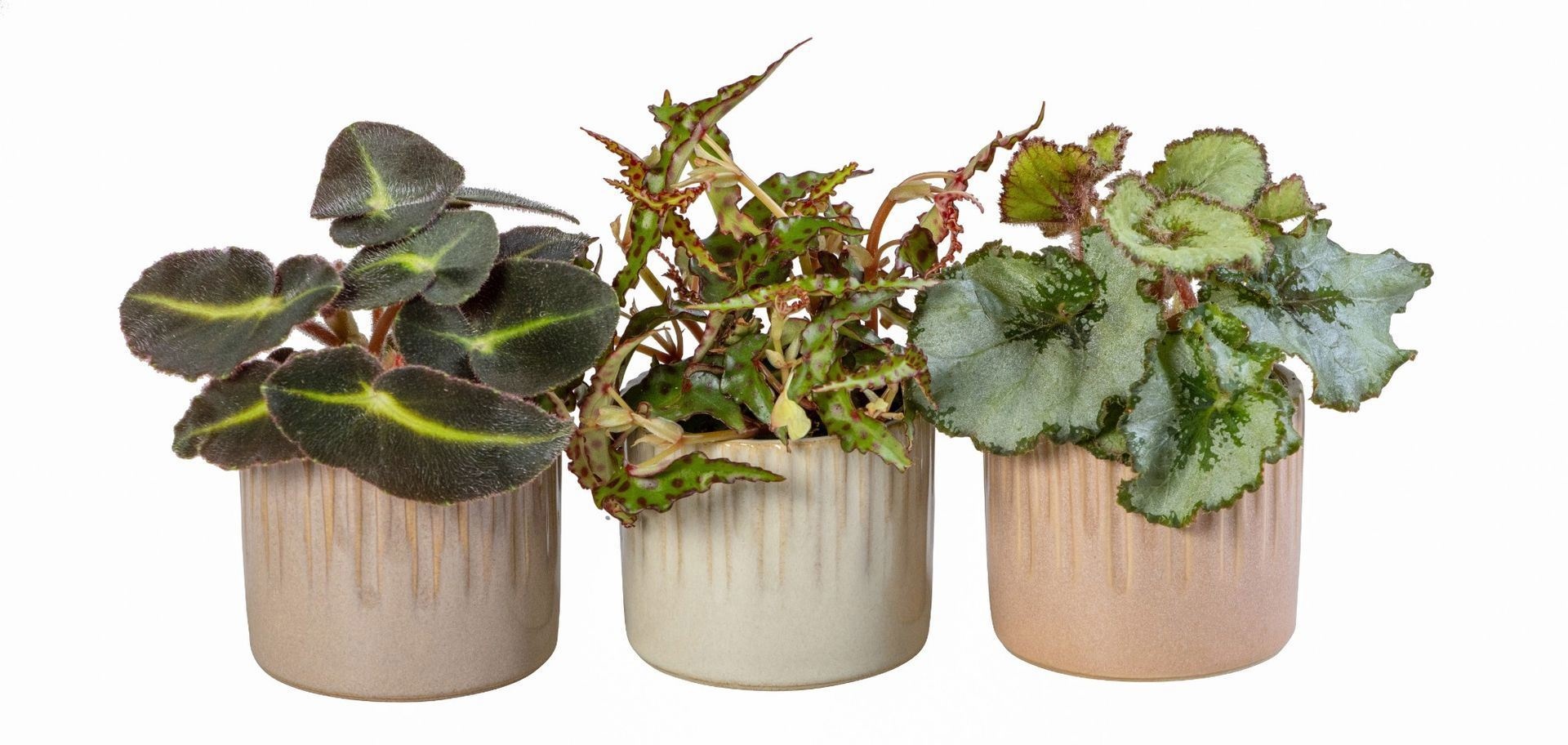 L 66020 With Begonia Mix 6 cm, D 6