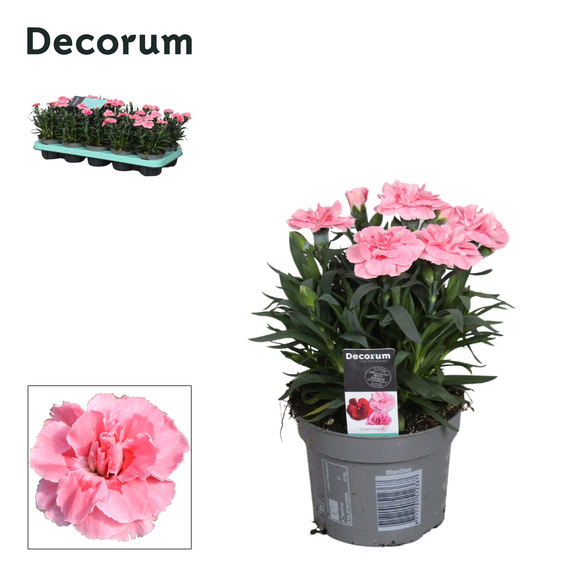 Dianthus - 10,5 cm - Oscar Pink - Decorum, D 10,5