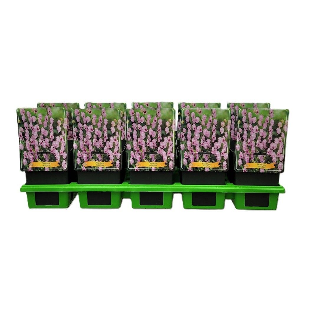 Aconitum Rubellum P11, D 11
